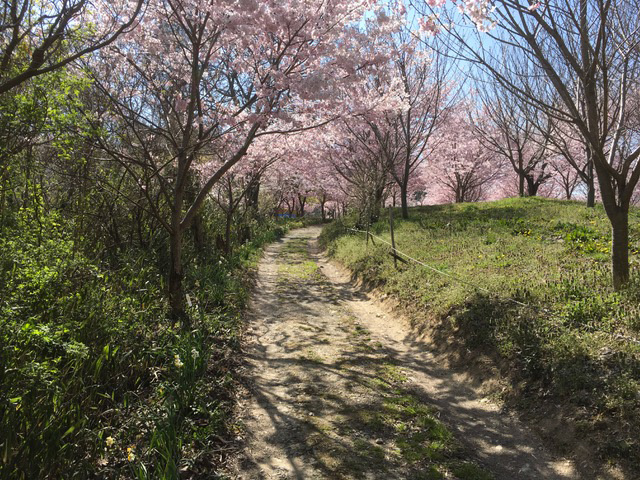 春の三室山の画像