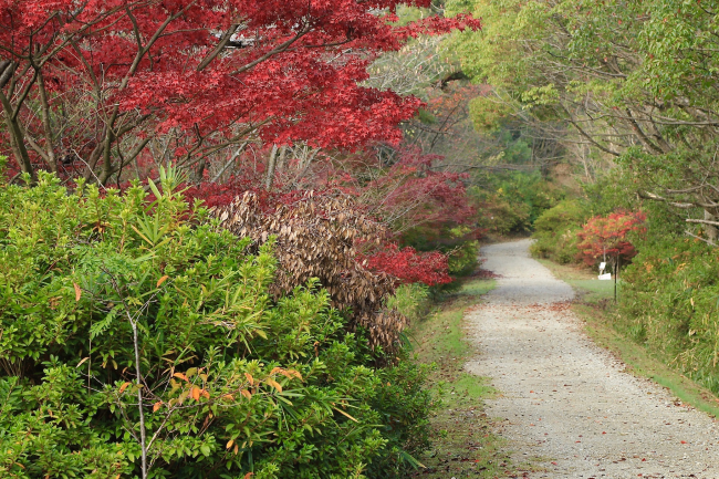 tatsutakodo